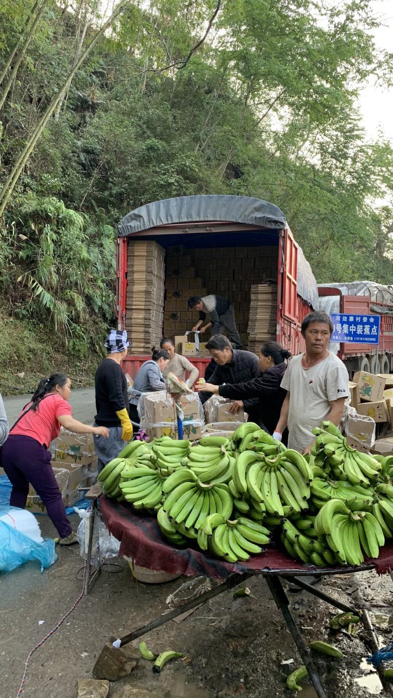 云南高山威廉斯甜香蕉产地大量供应平台电商链接