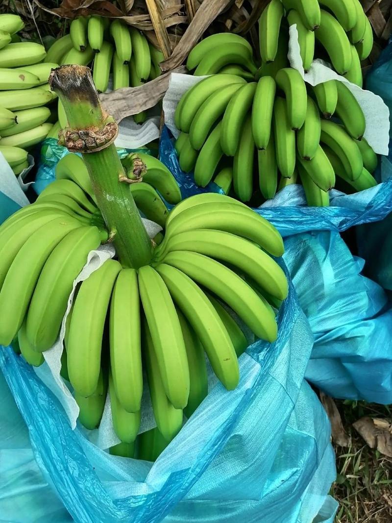 云南高山威廉斯甜香蕉产地大量供应平台电商链接