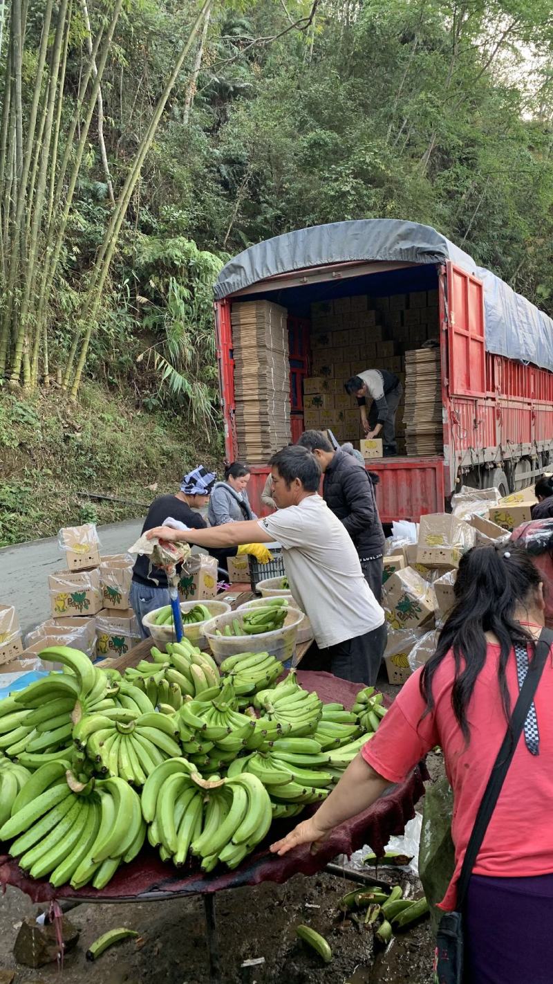 云南高山威廉斯甜香蕉产地大量供应平台电商链接