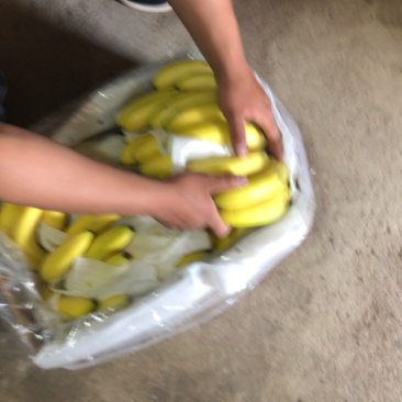 香蕉