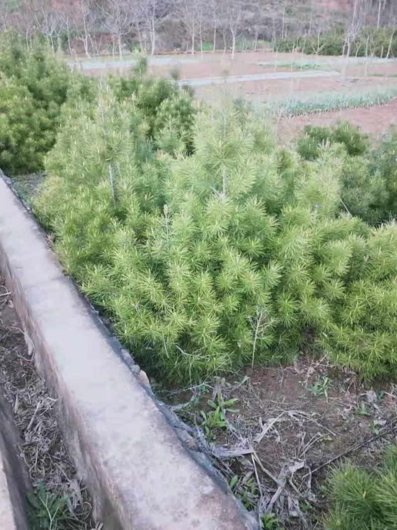 白皮松