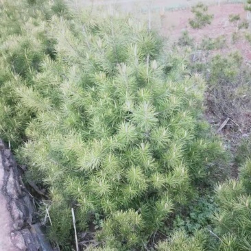 白皮松