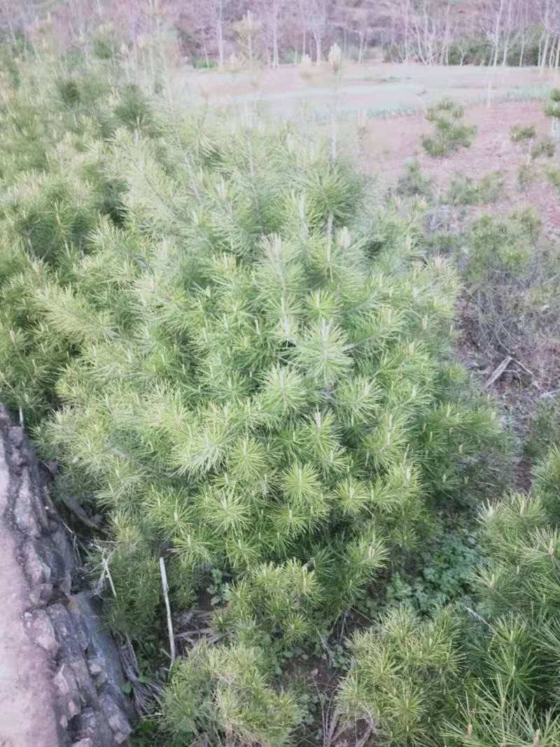 白皮松