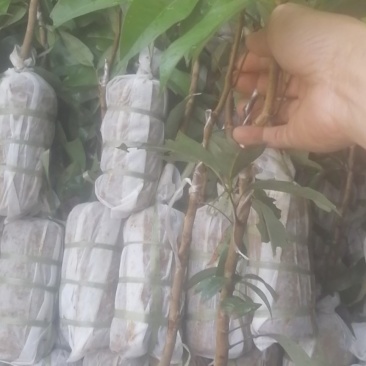 荔枝苗桂味/妃子笑/先进奉/无核荔枝苗