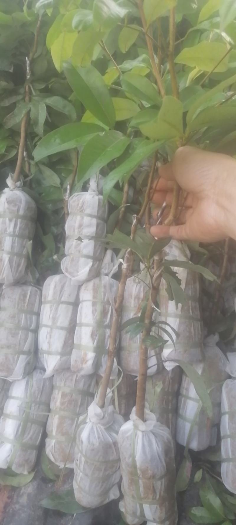 荔枝苗桂味/妃子笑/先进奉/无核荔枝苗
