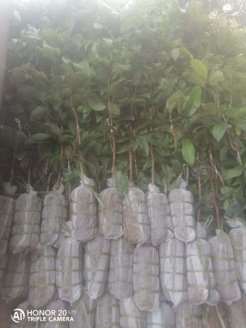 荔枝苗桂味/妃子笑/先进奉/无核荔枝苗