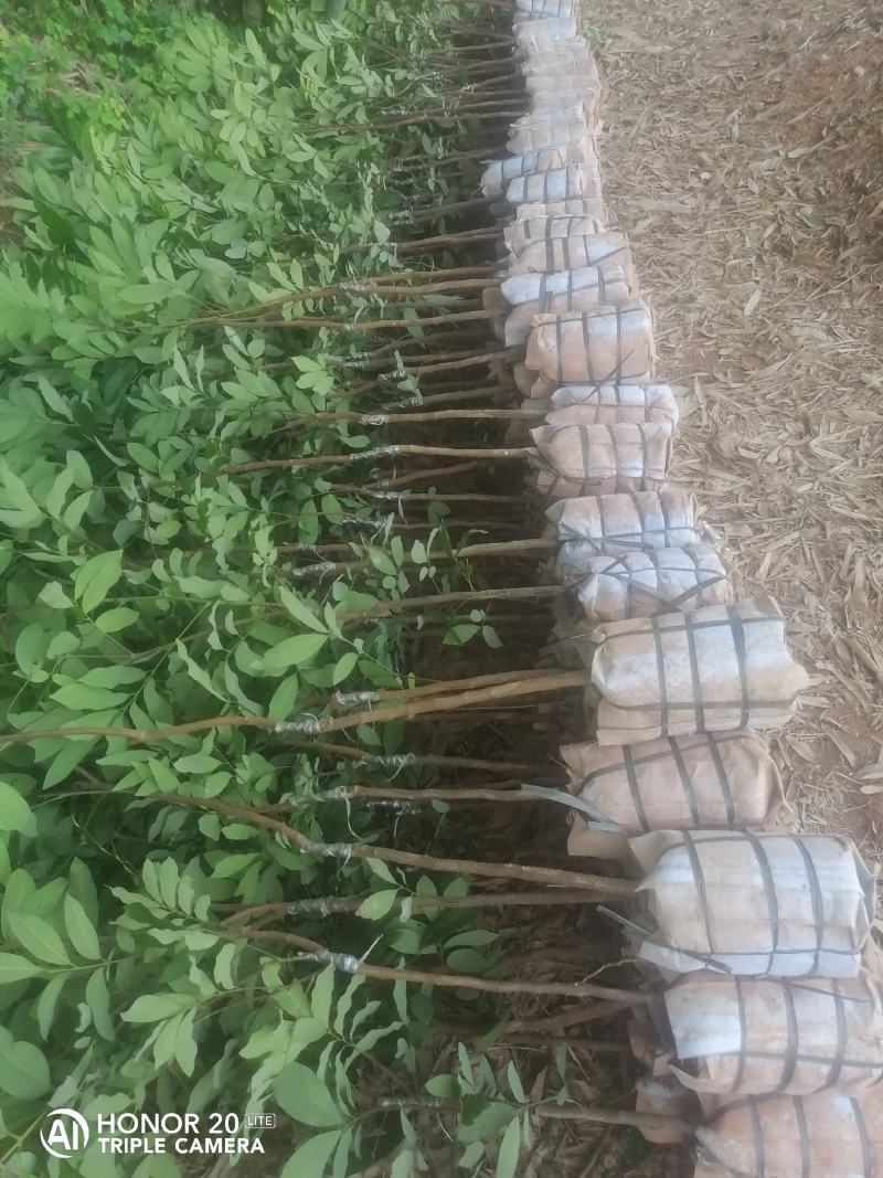 荔枝苗桂味/妃子笑/先进奉/无核荔枝苗