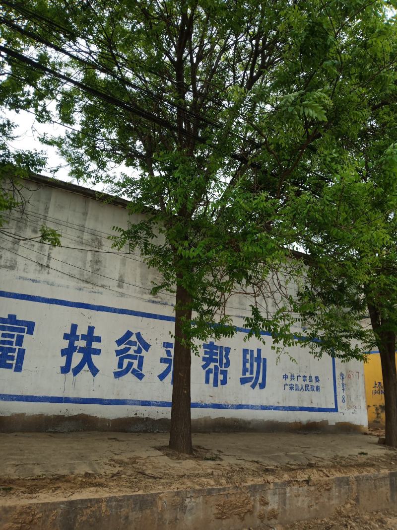 国槐