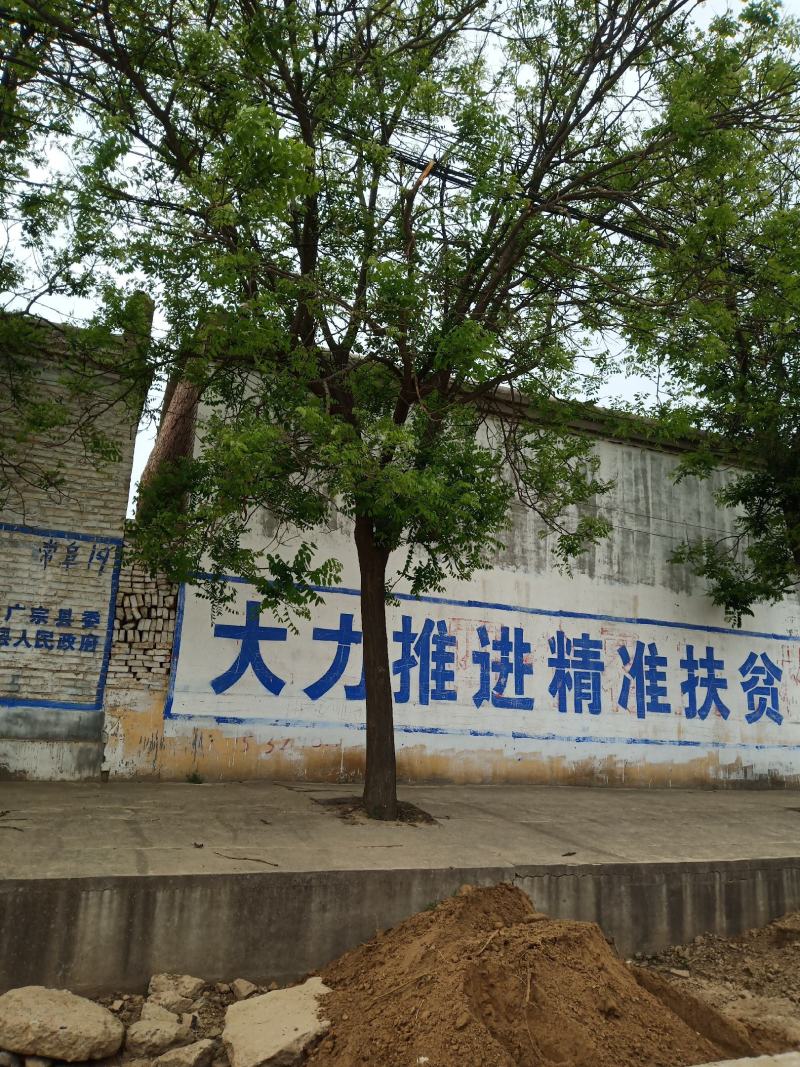 国槐