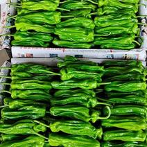 山东兰陵精品芜湖大辣椒，大量上市了，质量很好，价格不高，