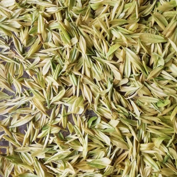 精品黄茶