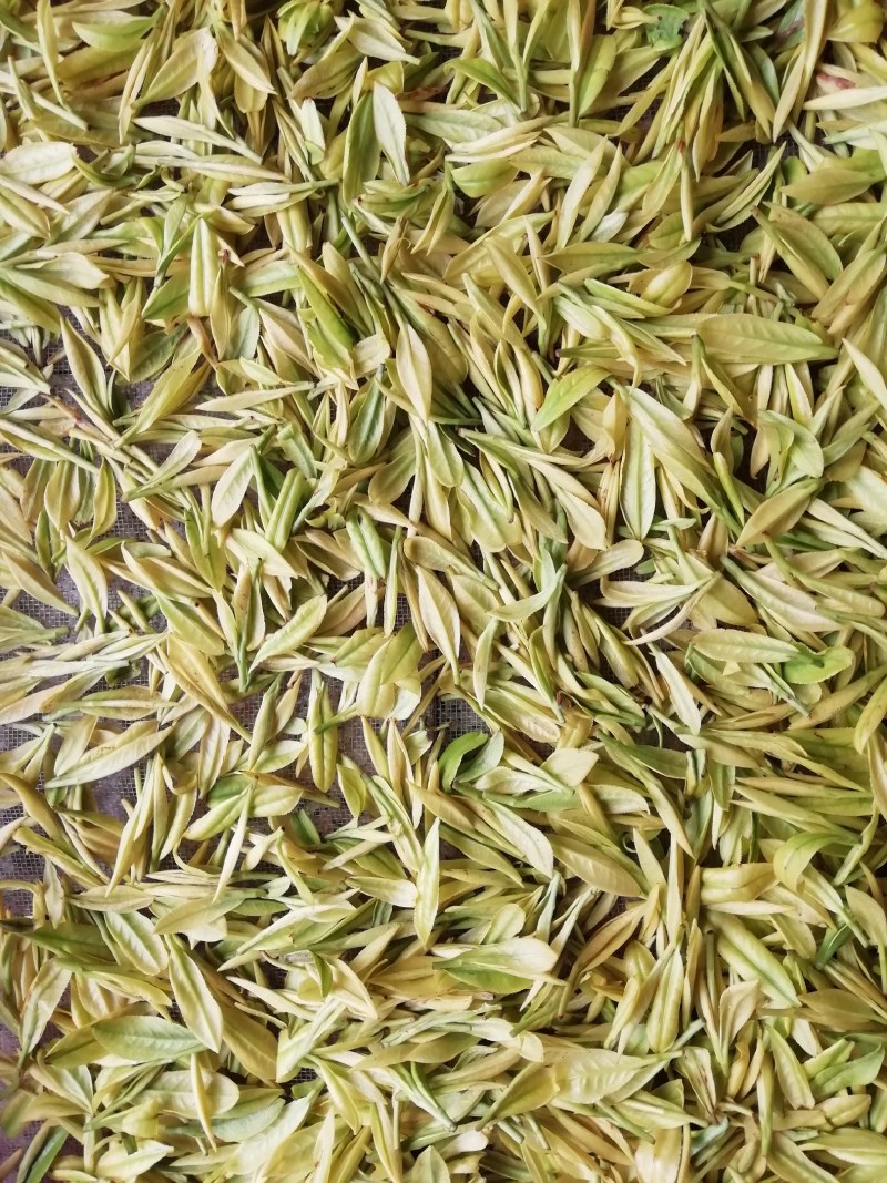 精品黄茶