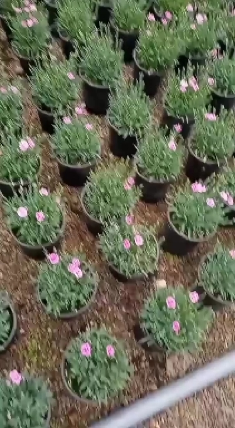 精品彩虹石竹，基地直发直销，欢迎各位老板致电洽谈！
