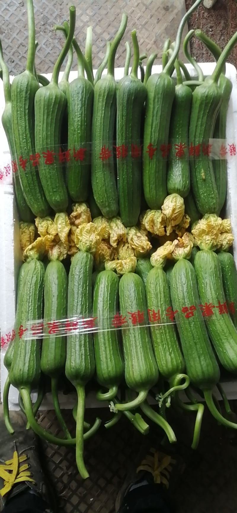 油皮丝瓜