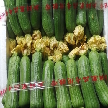 油皮丝瓜