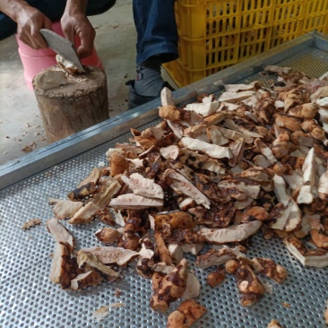 野生土茯苓块