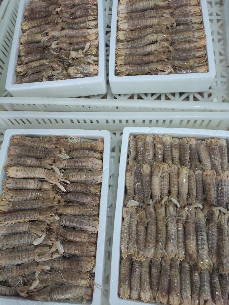 皮皮虾，虾爬子(活冻现发），肉质饱满，质量有保证