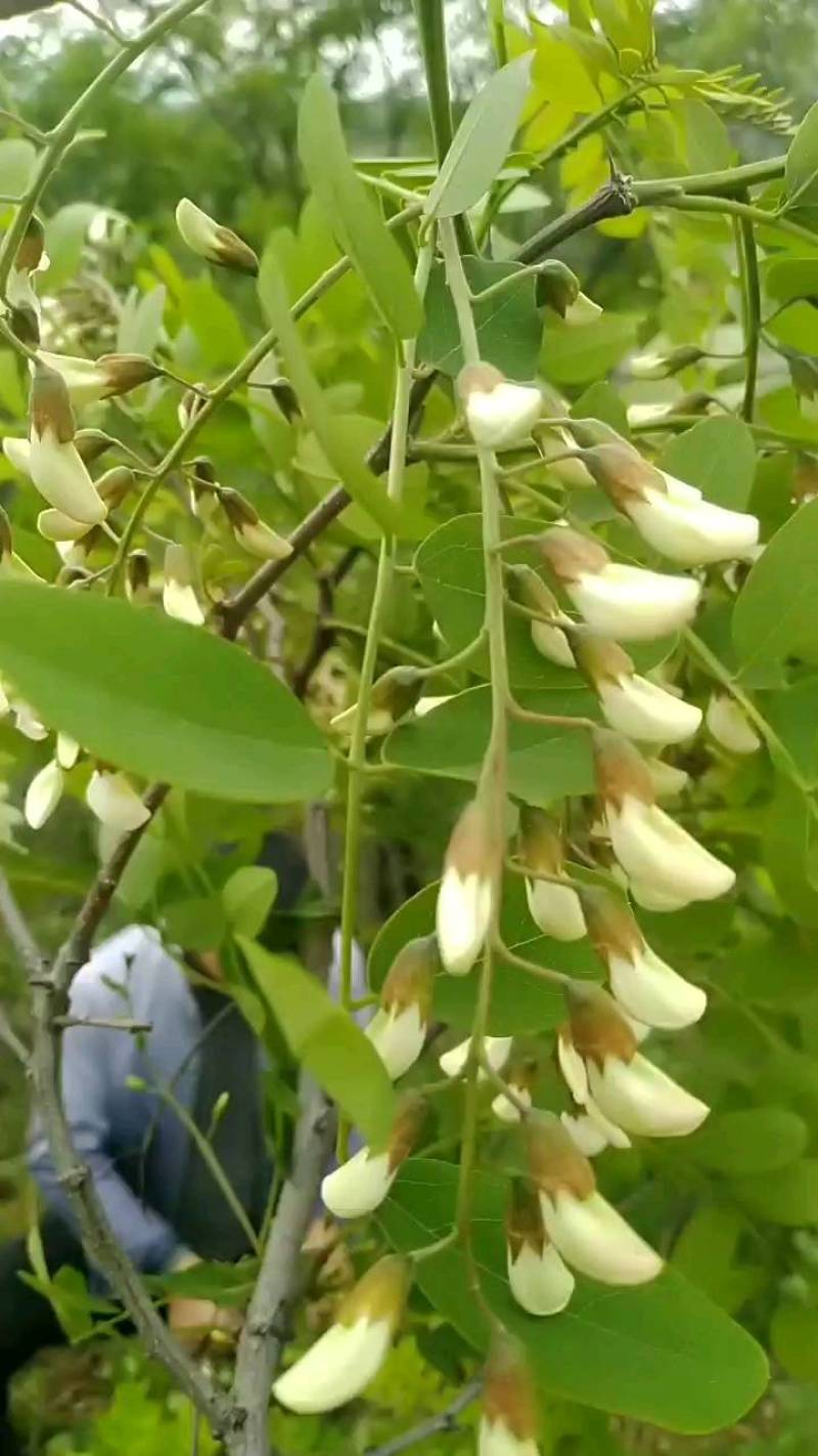 野菜，特菜，杨槐花，上市中，量大从优，产地直供