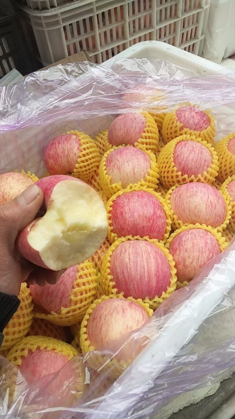 【红富士苹果】常年供应随时有货，质量可靠，诚信报价