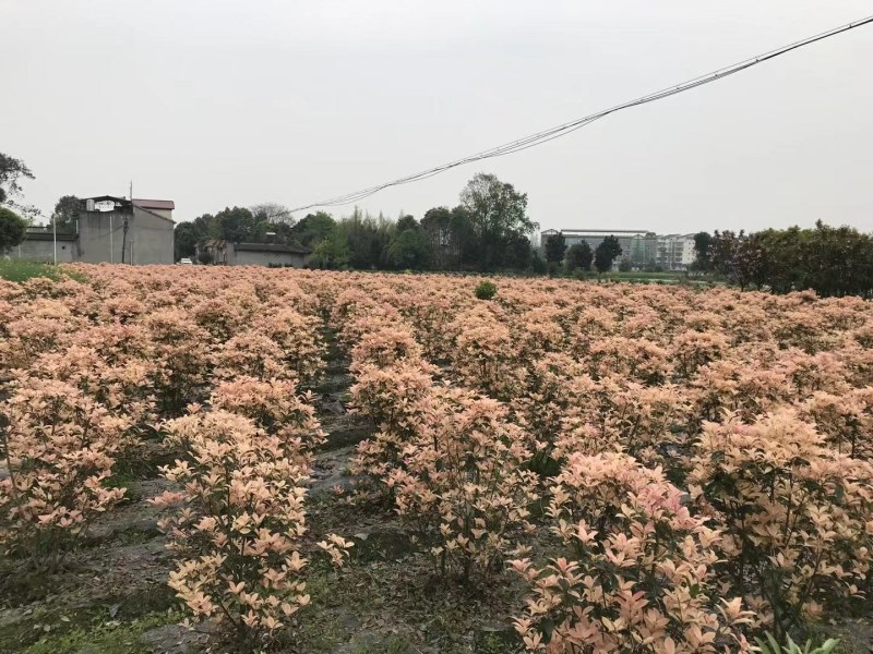 彩叶桂，彩叶桂球，彩叶桂笼子，彩叶桂小杯产品批发