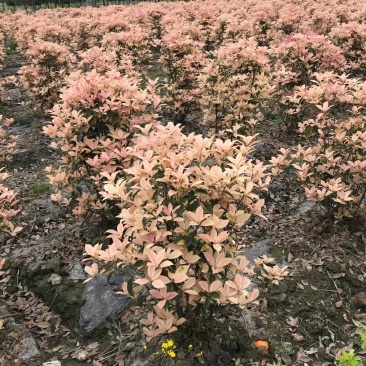 彩叶桂，彩叶桂球，彩叶桂笼子，彩叶桂小杯产品批发