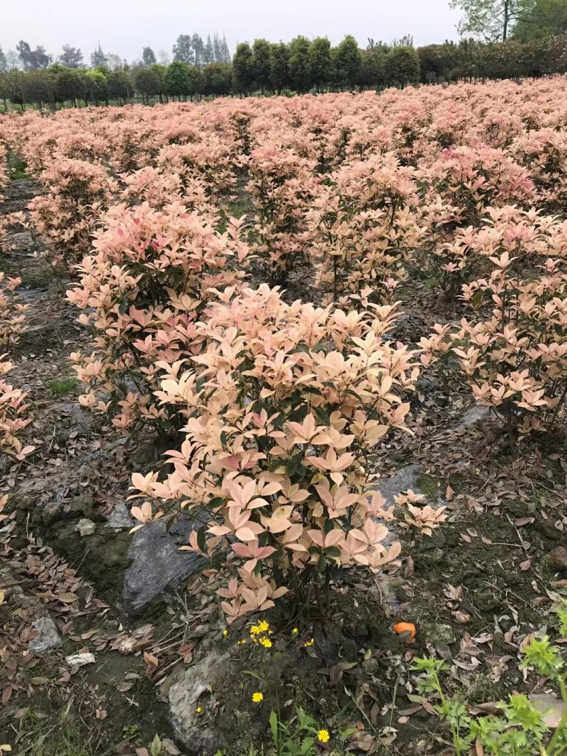 彩叶桂，彩叶桂球，彩叶桂笼子，彩叶桂小杯产品批发