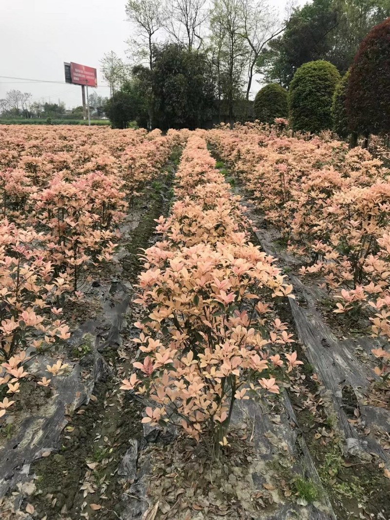 彩叶桂，彩叶桂球，彩叶桂笼子，彩叶桂小杯产品批发