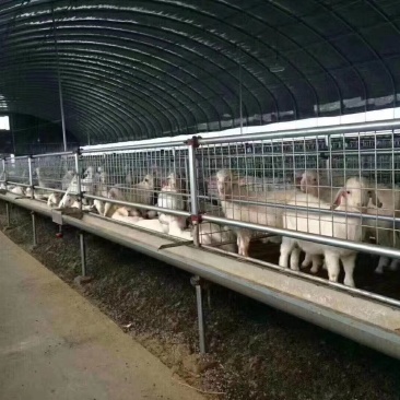 包塑管养殖大棚骨架耐用热镀钢管防老化全国发货包建