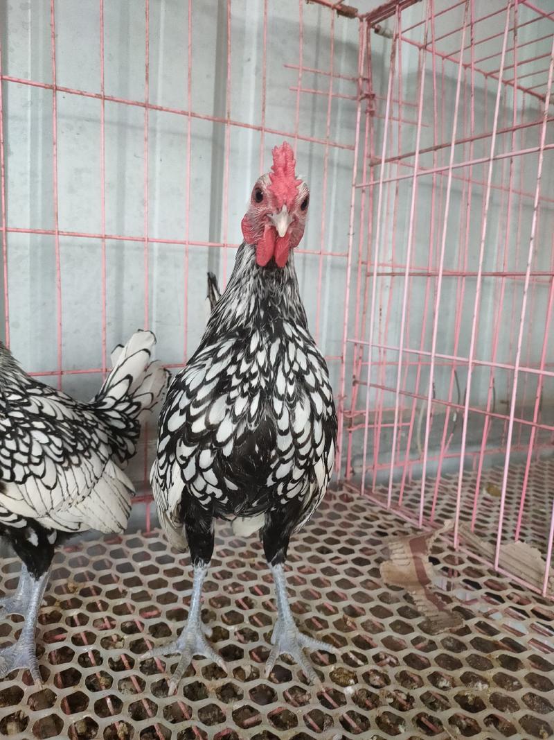 波兰鸡苗，黑白花波兰鸡，红波兰鸡大量出售
