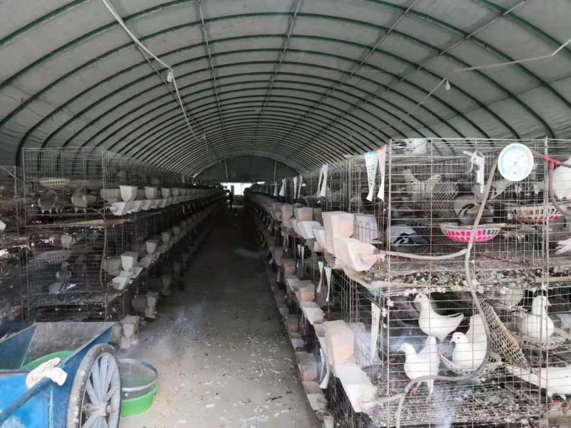 养殖大棚养猪钢架大棚养养大棚全国发货免费安装
