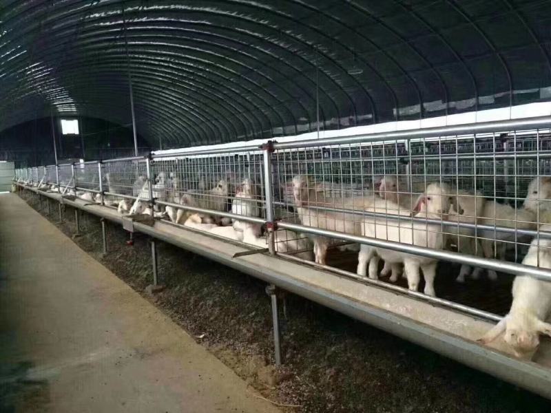 养殖大棚养猪钢架大棚养养大棚全国发货免费安装