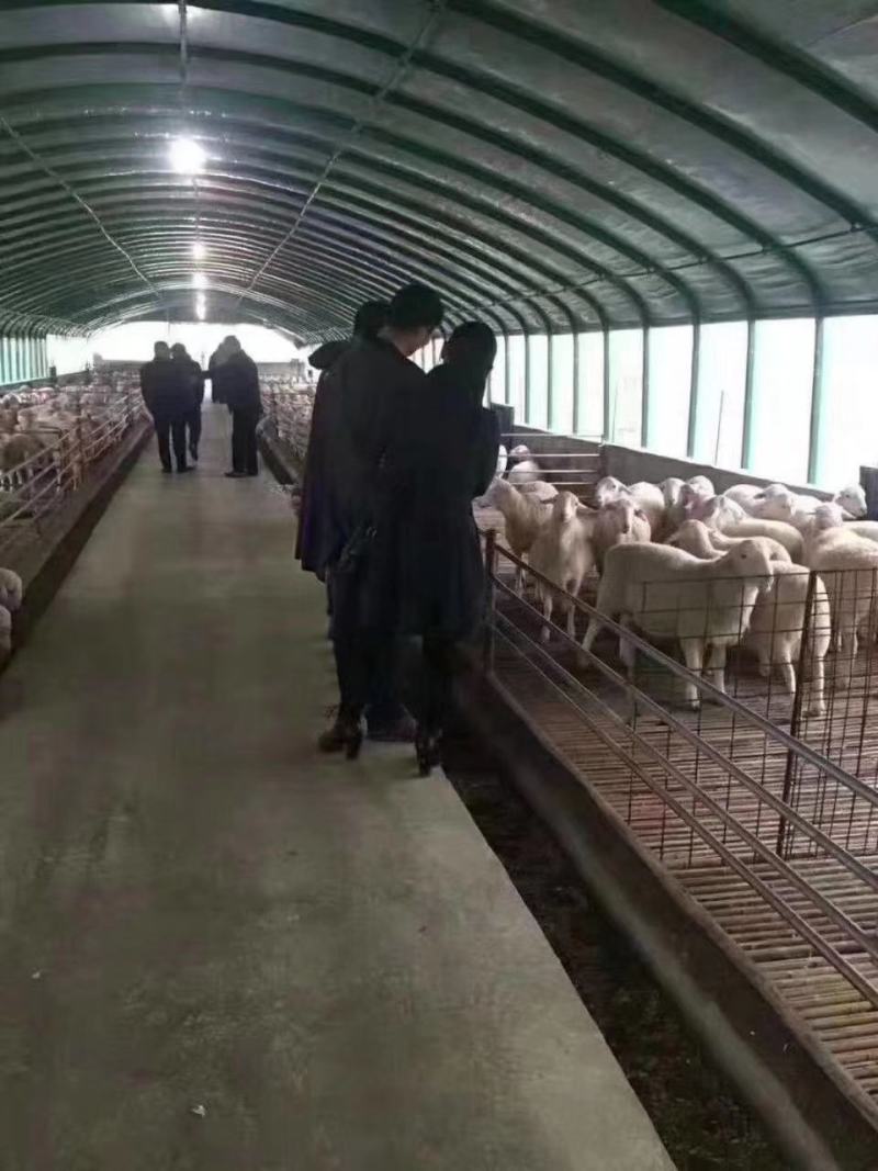 养殖大棚养猪钢架大棚养养大棚全国发货免费安装