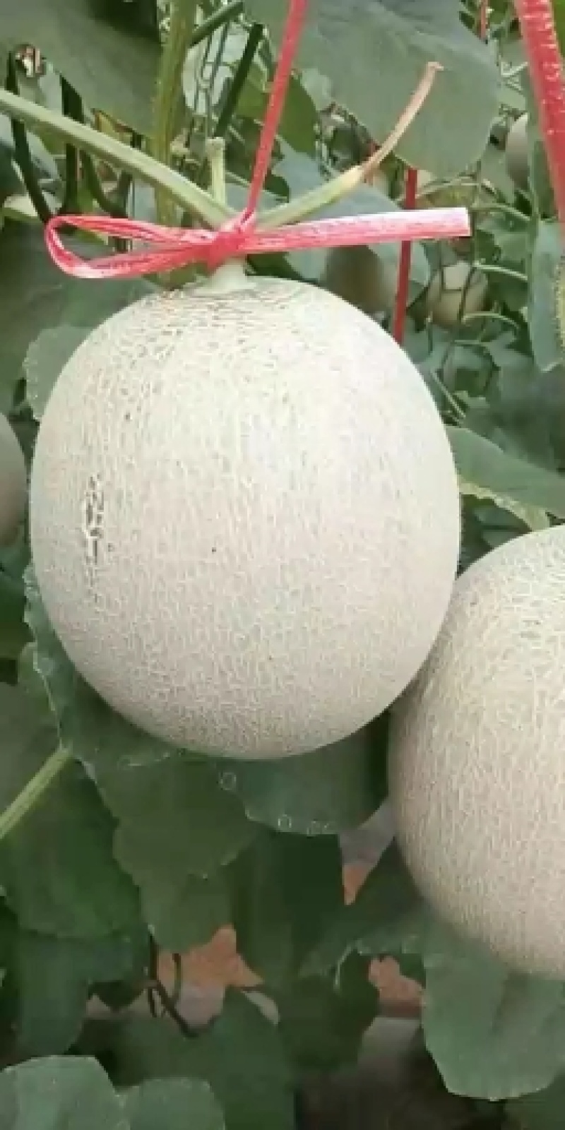 网纹瓜哈密瓜和鲁厚甜成熟了。口感好。十六七个糖分。