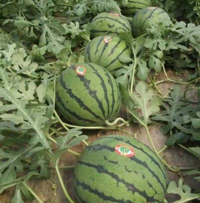 推荐【大量上市）薄皮红瓤甜王京欣西瓜大棚西瓜
