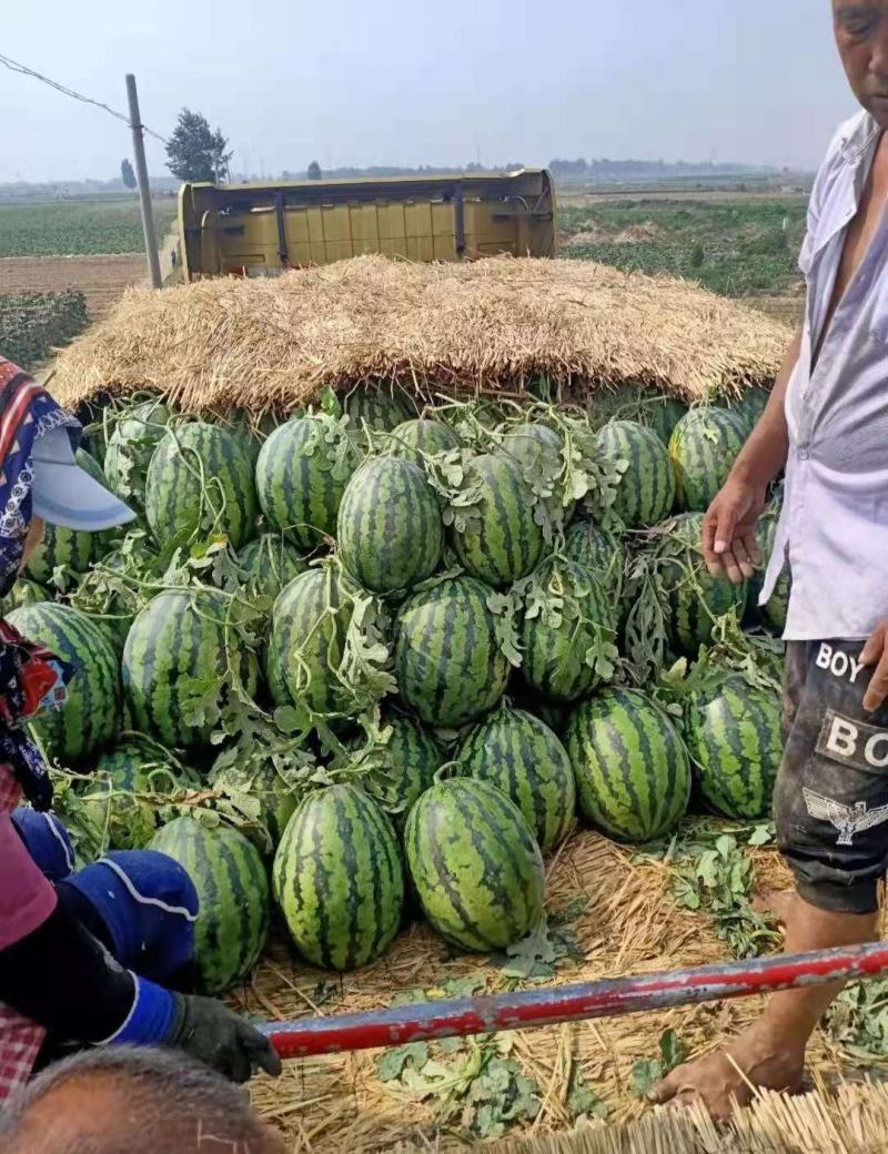 推荐【大量上市）薄皮红瓤甜王京欣西瓜大棚西瓜