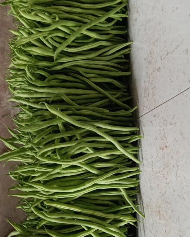 🔥肉豆大量上市现摘现卖新鲜一步到位欢迎咨询