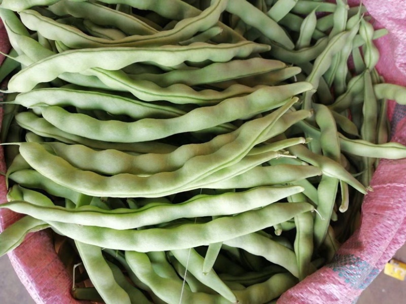 🔥肉豆大量上市现摘现卖新鲜一步到位欢迎咨询