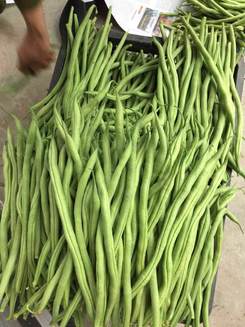 🔥肉豆大量上市现摘现卖新鲜一步到位欢迎咨询
