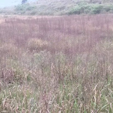 荒地