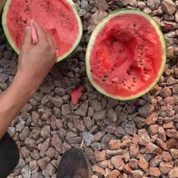 大棚西瓜产地批发，薄皮京欣，甜王西瓜大红瓤脆甜多汁西瓜
