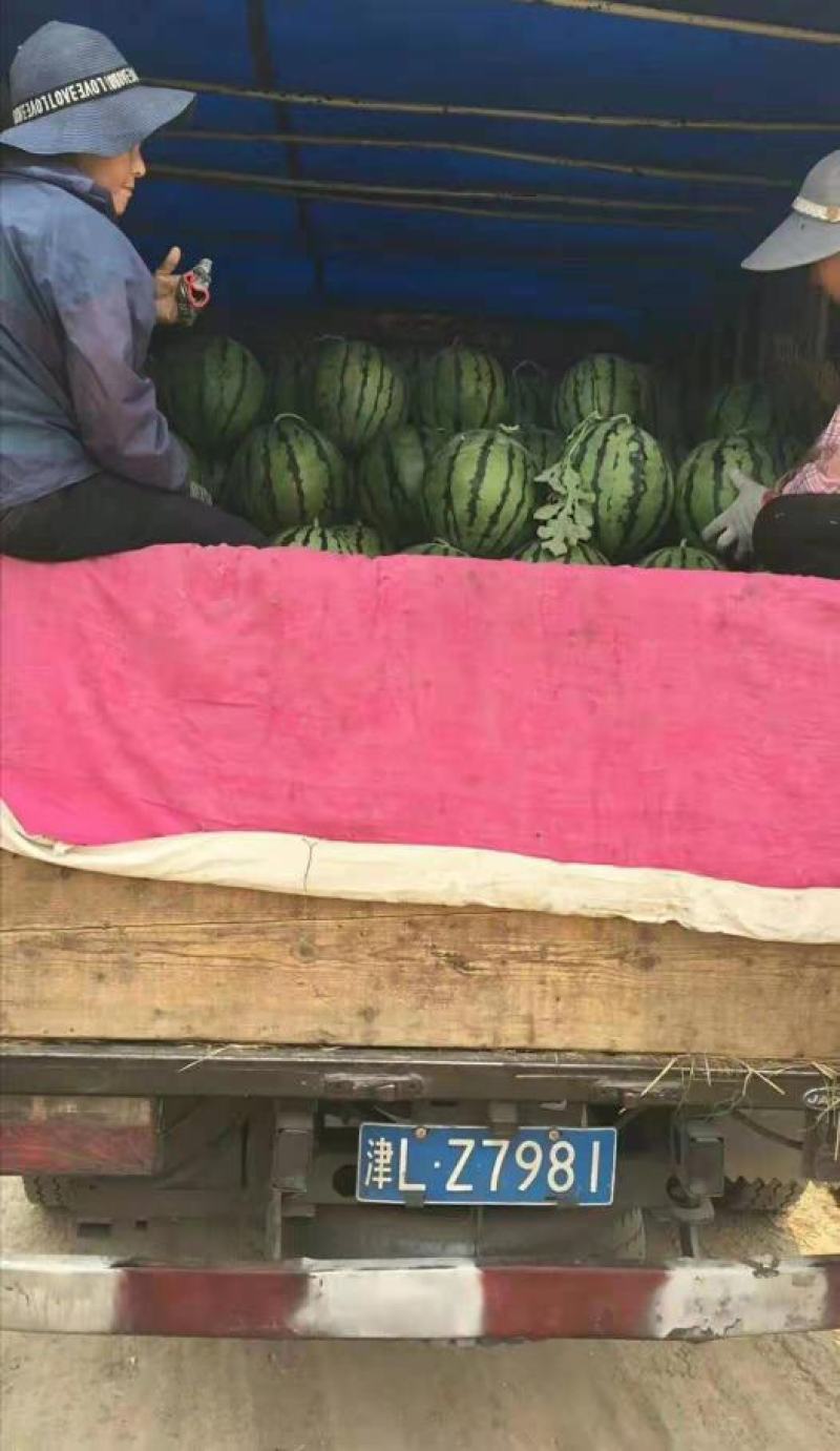 大棚西瓜产地批发，薄皮京欣，甜王西瓜大红瓤脆甜多汁西瓜