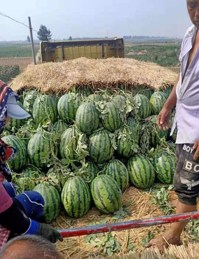 大棚西瓜产地批发，薄皮京欣，甜王西瓜大红瓤脆甜多汁西瓜