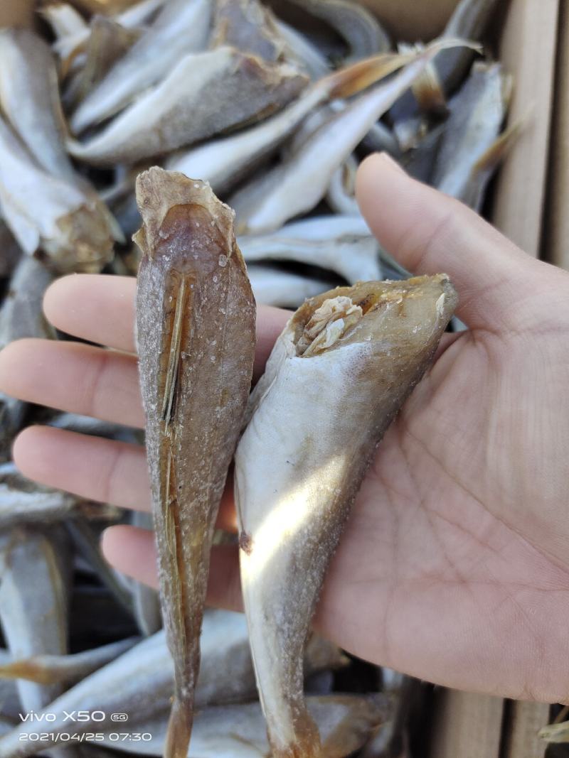 红头棍又名红娘子鱼去头带皮，八成干度，肉质紧实