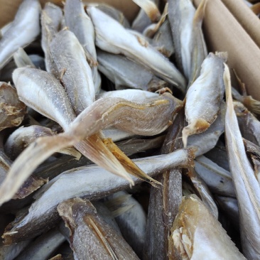 红头棍又名红娘子鱼去头带皮，八成干度，肉质紧实