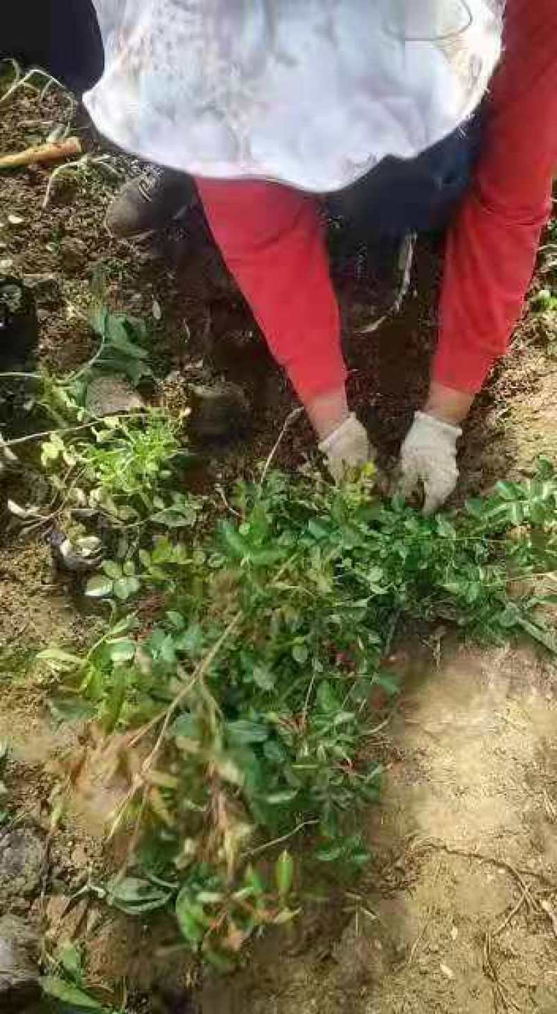 爬藤月季，多色，量大苗圃直发，量大从优，欢迎询价！