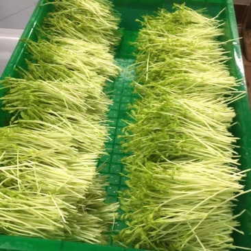 鸡枞菌、花生芽、碗豆苗，基地直供，自产自销自，亲自抓质量