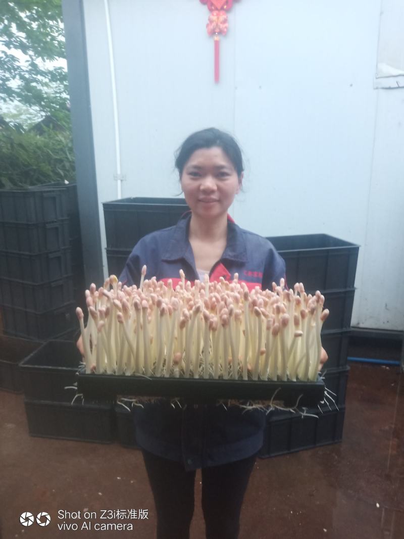 鸡枞菌、花生芽、碗豆苗，基地直供，自产自销自，亲自抓质量