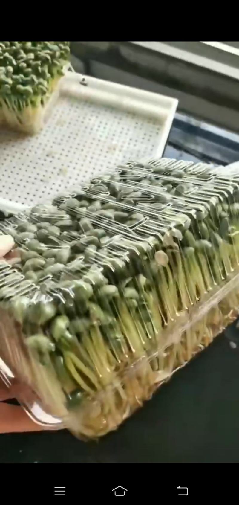 鸡枞菌、花生芽、碗豆苗，基地直供，自产自销自，亲自抓质量