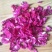 芍药花茶红芍花瓣白芍花美白美容红润肌肤可泡澡足浴