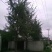 公银杏树